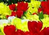 Aa