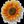 eliseq