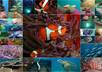 send you my personal underwater world photography