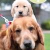 vipdogphoto