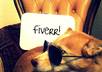have my lovely dog  hold your message small1