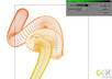 Illustrator_blend_tool_tutorial_13