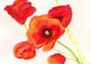 Scan0003