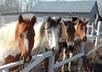 write short stories about owning horses