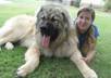 solve any behavioral problem of your dog