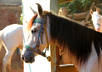 arrange Kajal the dancing HORSE to dance on drum beats with your logo decorated on her