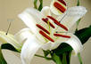 give you 20 high quality articles about lilies planting with private label rights