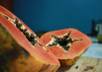 take HD photos of any food item, ingredient, fruit, or vegetable