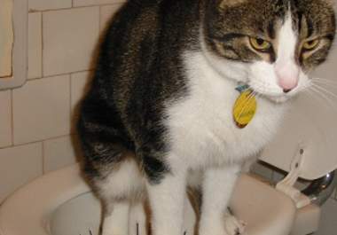 teach you to toilet train your cat big1