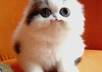 send you 25 articles telling you how to understand your cat