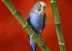 send 60 high quality animals wall paper small1