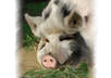 paint your pets in photoshop to create a water colored quality image I do dogs cats pigs horses birds