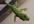 advertise your message from my lizard coming out of her home