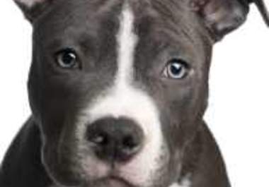 give tips about how to fix your dogs bad behavior big1