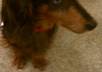 take a pic of my dachshund wearing your message small1