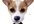 record your commercial, or personal, message on video, with Bone, my animated cartoon dog,