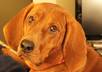 let my REDBONE coonhound choose your lottery numbers small1