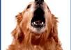 post your link to my 1000+ Pet Loving FB fans