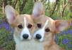 Two-headed-corgi-25919