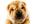 record with Sharp, my animated cartoon Shar Pei dog, your advertisement, personal message or cute movie
