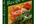 give You Vegetarian Recipe Book