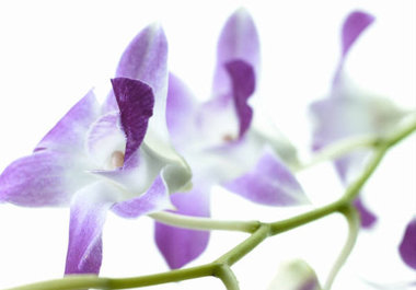 make a Signature Scent for you using pure essential oils big1