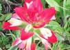 take high quality photographs of wild flowers in Texas