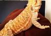 answer your questions about bearded dragons