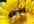teach you about beekeeping successfully
