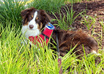 give Dog Training and Advice from Professional Trainer of 29+ yrs We are the Dog Whisperers of The East Coast