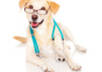 deliver to you a report How to ADOPT a terrific Dog in 24 hours