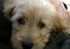 do a love centered remote energy healing session for your dog