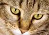 send you a funny video of my cat