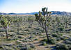 create a 720pHD video of your sign in the desert propped against a Joshua Tree in Joshua Tree National Park