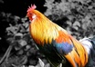 add selective Color effects to your photos small1
