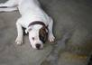help you select the perfect dog for you and your family