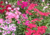 give you gardening advice