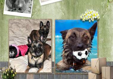 make you a pet collage photo big1