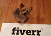do Cute and Fun Puppy Tricks With Your Short 5 Word Personal Message, Website URL, or Company Logo small1