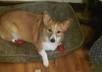 make a video of my Corgi complaining in subtitles about how a restaurant would not accept her expired groupon for half off pub fare
