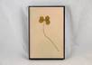 send you a genuine four leaf clover
