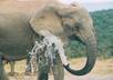 Elephant-blow-water-1024x685