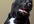 balance your pets health using BodyTalk