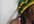 jamaican greeting for your friend, loved one, anyone