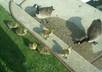 text you a picture of the baby Canadian geese outside my place in Chicago