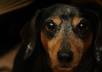video tape my dachshund dressed up and dancing to the song of your choice