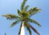 post your ad on Craigslist Fort Myers, Florida and renew every two days for a month