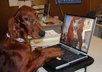 Dog-blogger