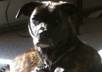 advertise your logo or name through my dog Zeus small1