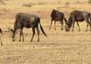 give you nice personal pictures from Africa